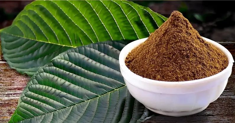 CV. Berkah Makmur Botanical Service