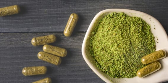 CV. Berkah Makmur Botanical Service Photo